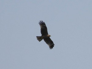 Black Kite, Tanzania  