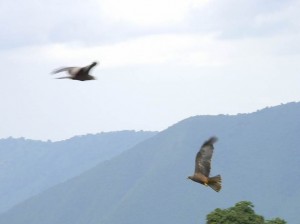 Black Kites, Tanzania  