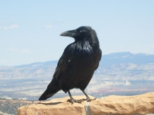 Blackbird, USA  