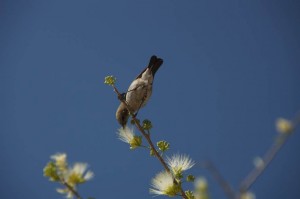 Birds, Botswana  