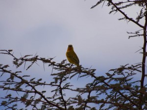 Canary, Botswana  