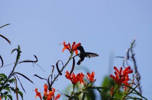 Colibri, Dominica  