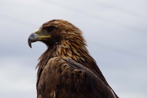 Eagle, Mongolia  