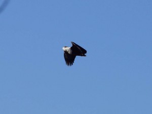 Fisch Eagle, Botswana