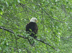 Fish Eagle, Alaska