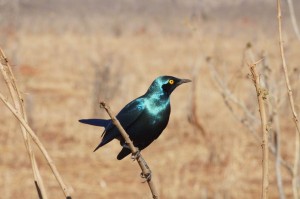 Greater Blue Eared, Starling Uganda