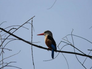 Grey Headed Kingfisher, Uganda