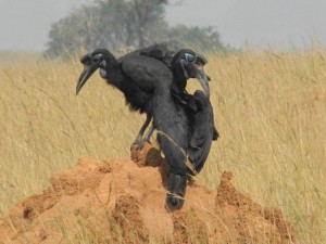 Grounded Hornbills, Uganda