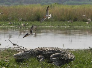 Gulls, Uganda