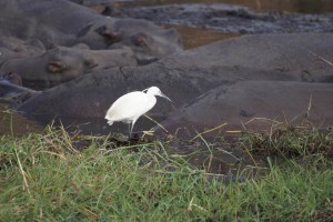 Little Egret, Botswana