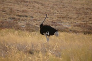 Ostrich, Namibia