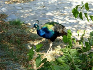 Peacock, Uzbekistan
