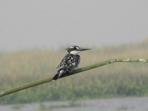 Pied Kingfisher, Botswana