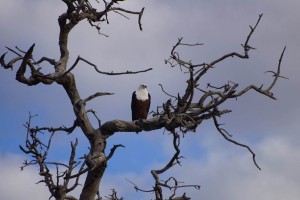 Sea Eagle, Botswana