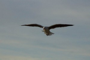 Seagull, Namibia