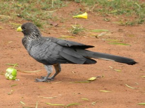 Birds, Uganda  