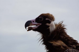 Vulture, Mongolia
