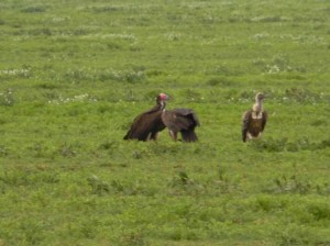 Vultures, Tanzania