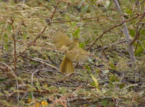 Weaverbird, Botswana