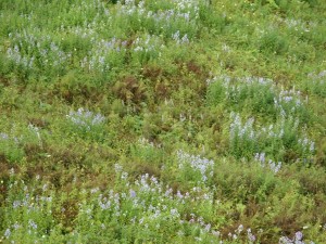 Black_Sea_09_ (194) (Copy)