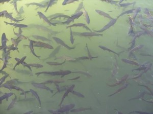 Black_Sea_09_ (329) (Copy)