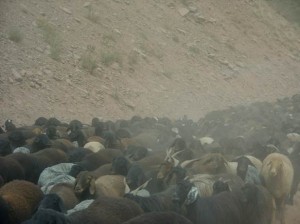 Asien_10 (278) (Copy)