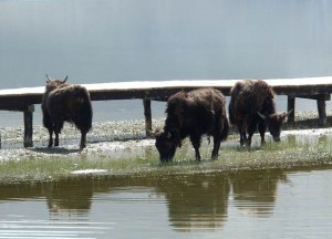 Asien_10 (471) (Copy)