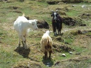 Asien_10 (474) (Copy)