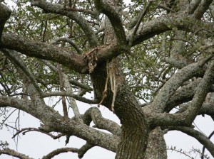 Afrika_12 (199) (Copy)