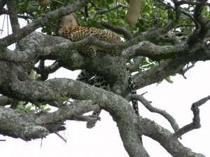 Afrika_12 (202) (Copy)