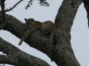 Afrika_12 (209) (Copy)