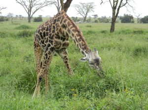 Afrika_12 (210) (Copy)