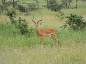 Afrika_12 (228) (Copy)