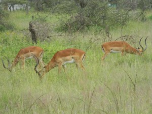 Afrika_12 (230) (Copy)