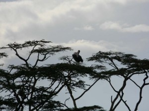 Afrika_12 (232) (Copy)