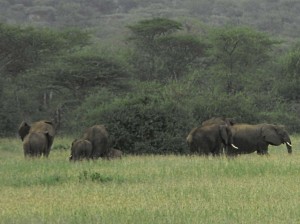 Afrika_12 (254) (Copy)