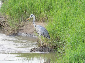 Afrika_12 (262) (Copy)