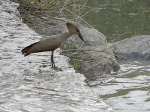 Afrika_12 (263) (Copy)