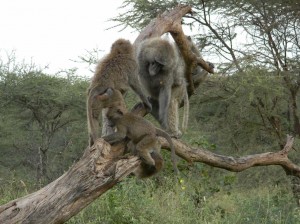 Afrika_12 (266) (Copy)