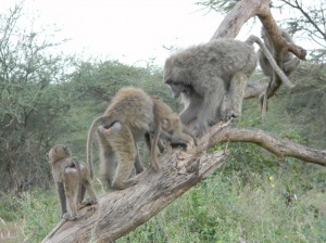 Afrika_12 (267) (Copy)