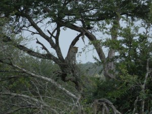 Afrika_12 (269) (Copy)