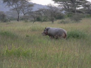 Afrika_12 (284) (Copy)