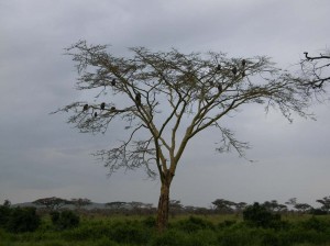 Afrika_12 (286) (Copy)