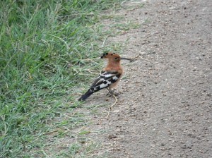 Afrika_12 (287) (Copy)