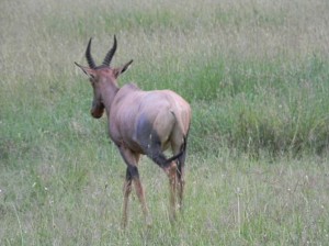 Afrika_12 (289) (Copy)