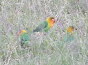 Afrika_12 (291) (Copy)