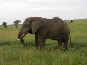 Afrika_12 (293) (Copy)