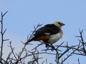 Afrika_12 (295) (Copy)