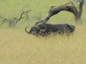 Afrika_12 (300) (Copy)