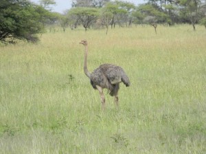 Afrika_12 (304) (Copy)